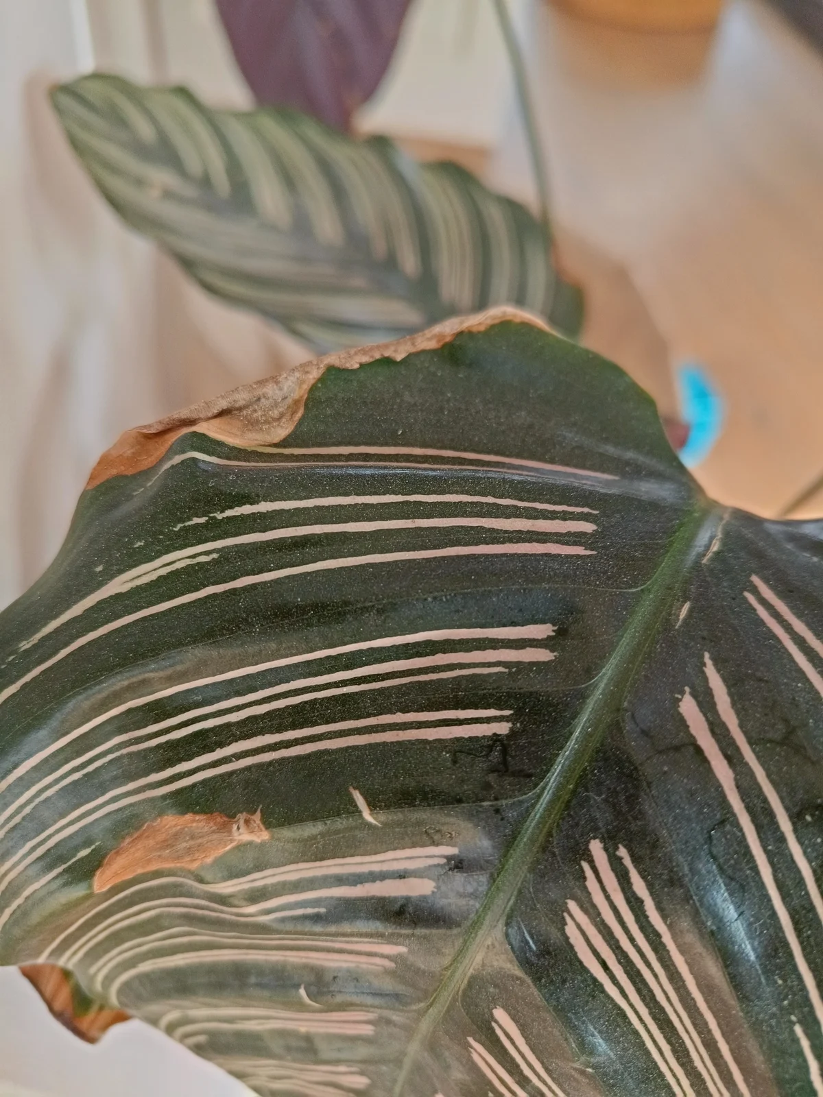 Close-up van een Calathea Ornata blad met duidelijk bruine, papierachtige randen langs de hele zijkant, het midden van het blad is nog gezond donkergroen met roze strepen