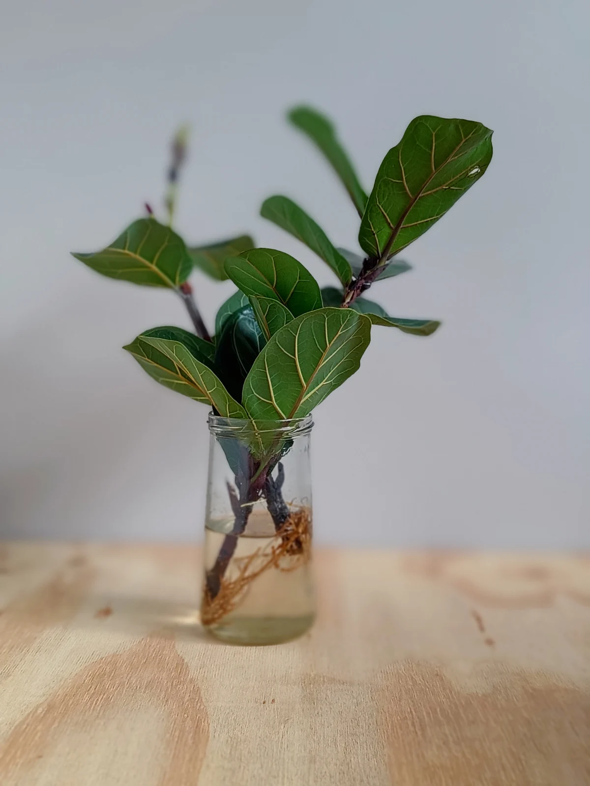 Ficus lyrata (vioolbladplant) stekken op water in een glazen vaasje, vier stekken naast elkaar met zichtbare wortels