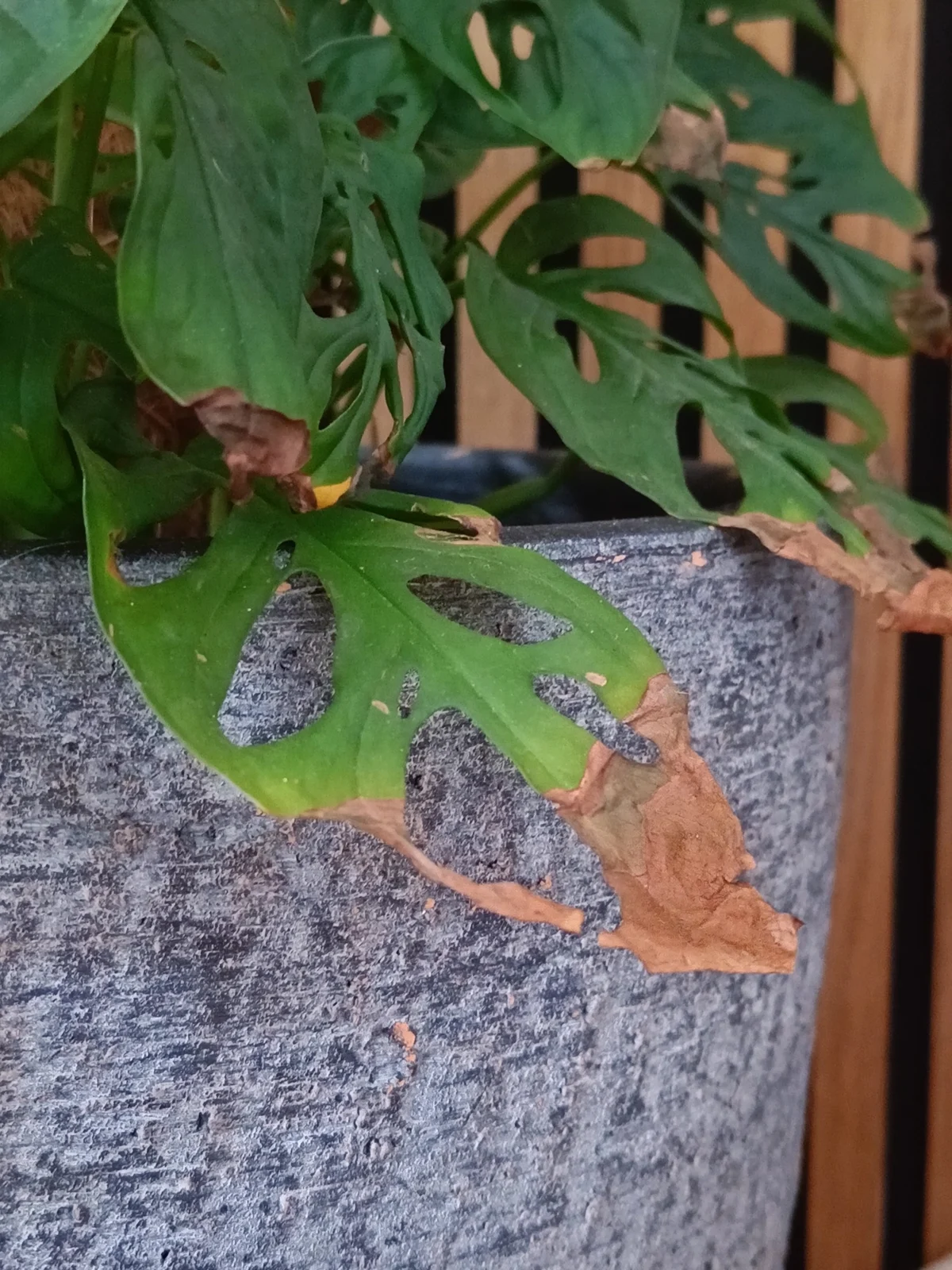 Monstera adansonii in een grijze pot tegen houten beschoeing, met meerdere bladeren waarvan de randen droog en bruin zijn