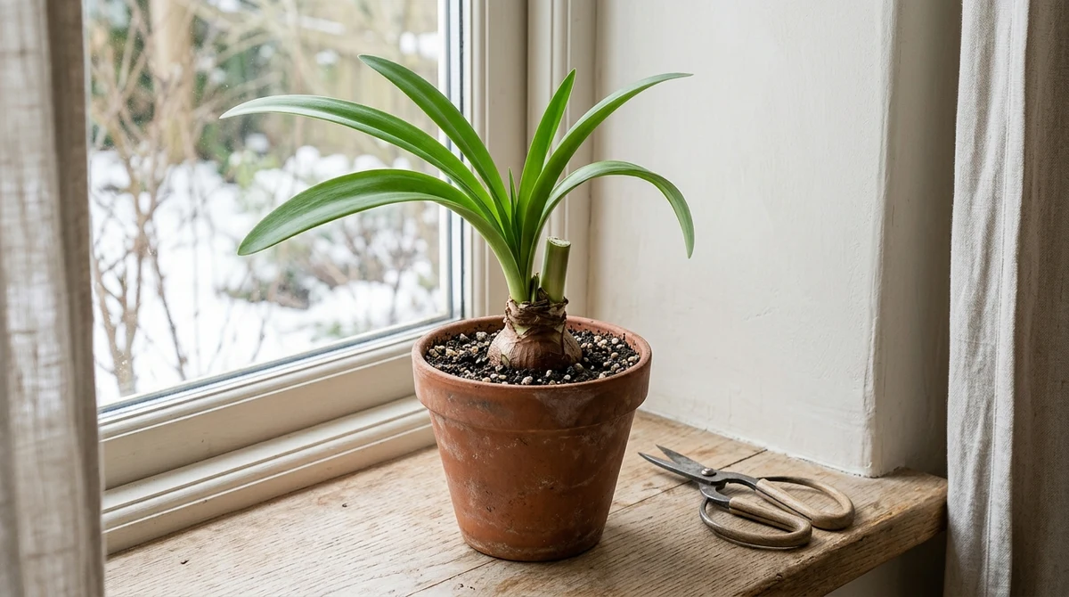 Uitgebloeide amaryllis met afgeknipte bloemstengel en gezonde groene bladeren in een terracotta pot bij een raam