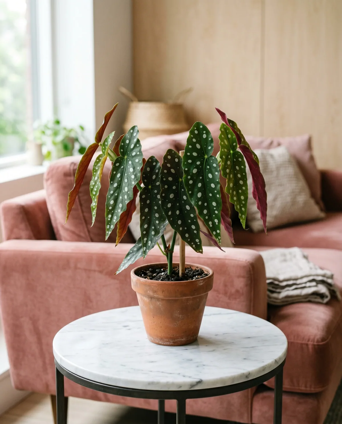 Begonia Maculata met donkergroen blad en witte stippen