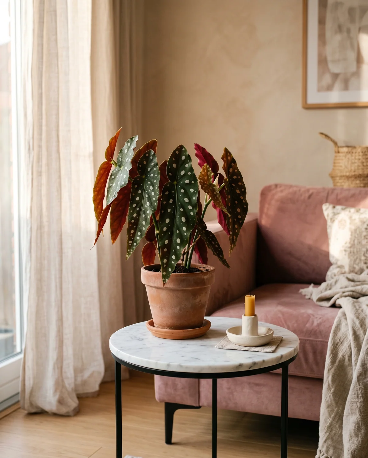 Begonia maculata met zilverwitte stippen op donkergroen blad