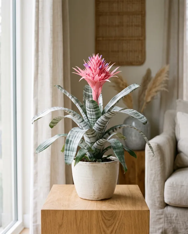 Aechmea
