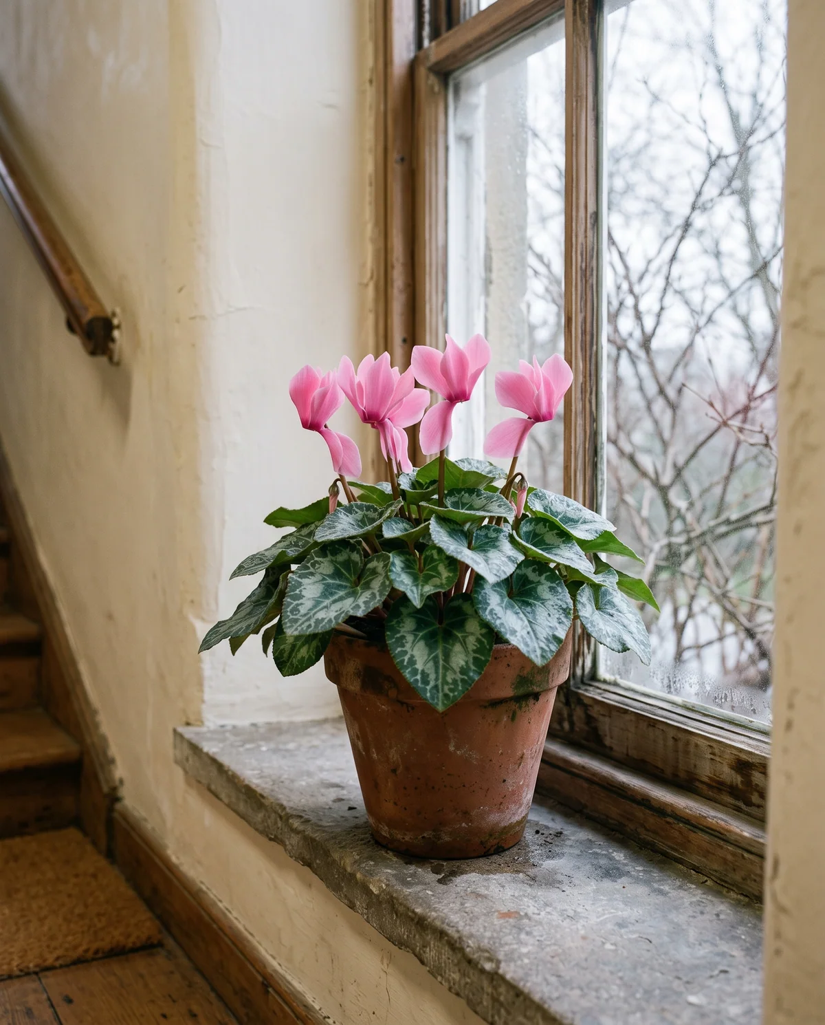 Cyclaam met roze opstaande bloemen en hartvormig gemarmerd blad in een terracotta pot