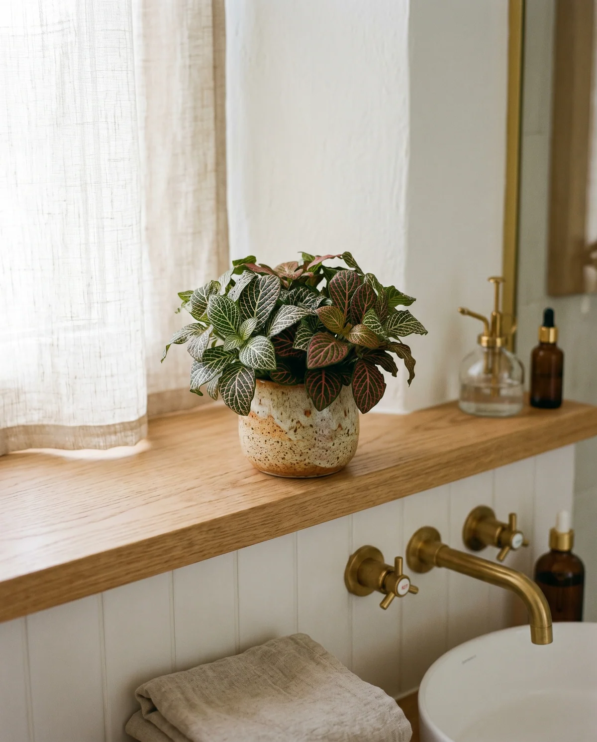 Fittonia albivenis (mozaiekplant) met roze geaderde bladeren