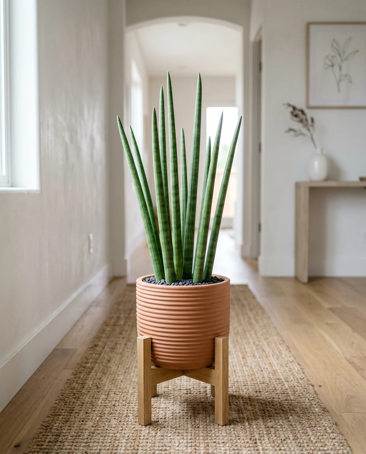 Sansevieria Cylindrica met ronde stokvormige bladeren