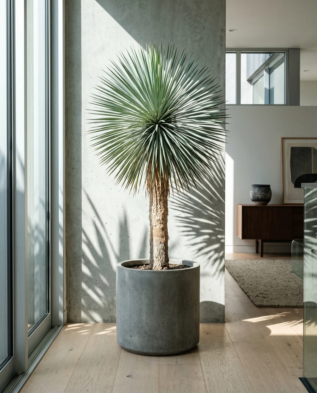 Yucca Rostrata met blauwgroene bladeren in bolvorm op slanke stam